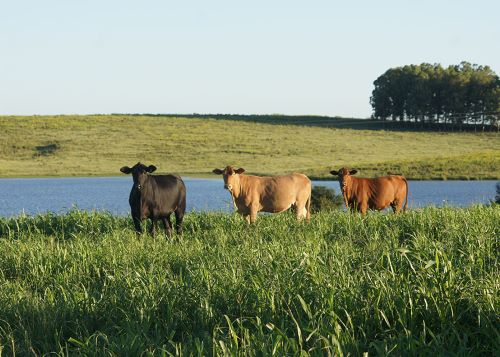 IA PARA A PECUÁRIA - Nova ferramenta digital vai apoiar pecuaristas no planejamento forrageiro